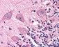 COMT Antibody (Internal)
